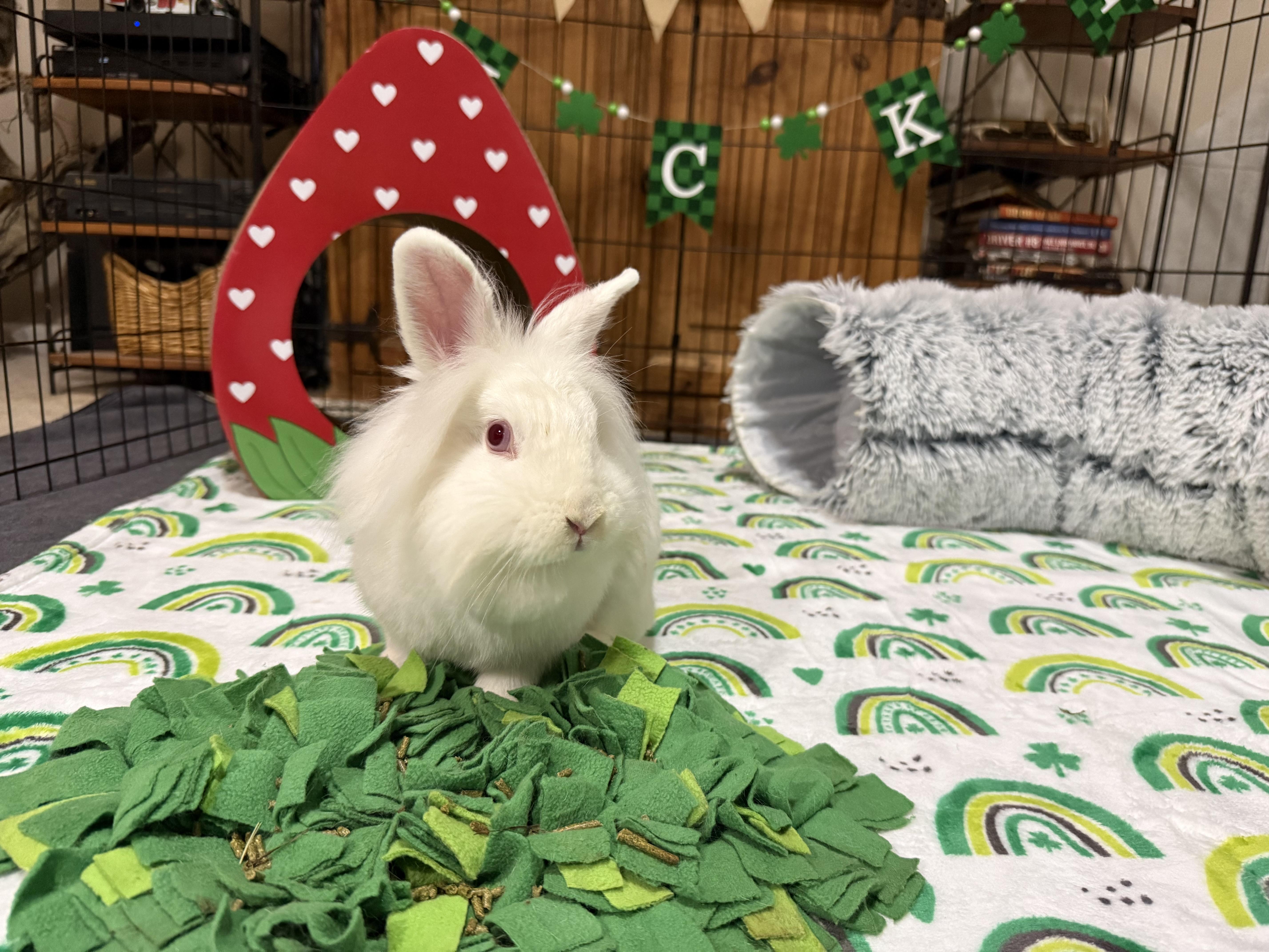 Enlarge Coconut, a ADOPTABLE mixed breed in Little Rock, AR image 1/6