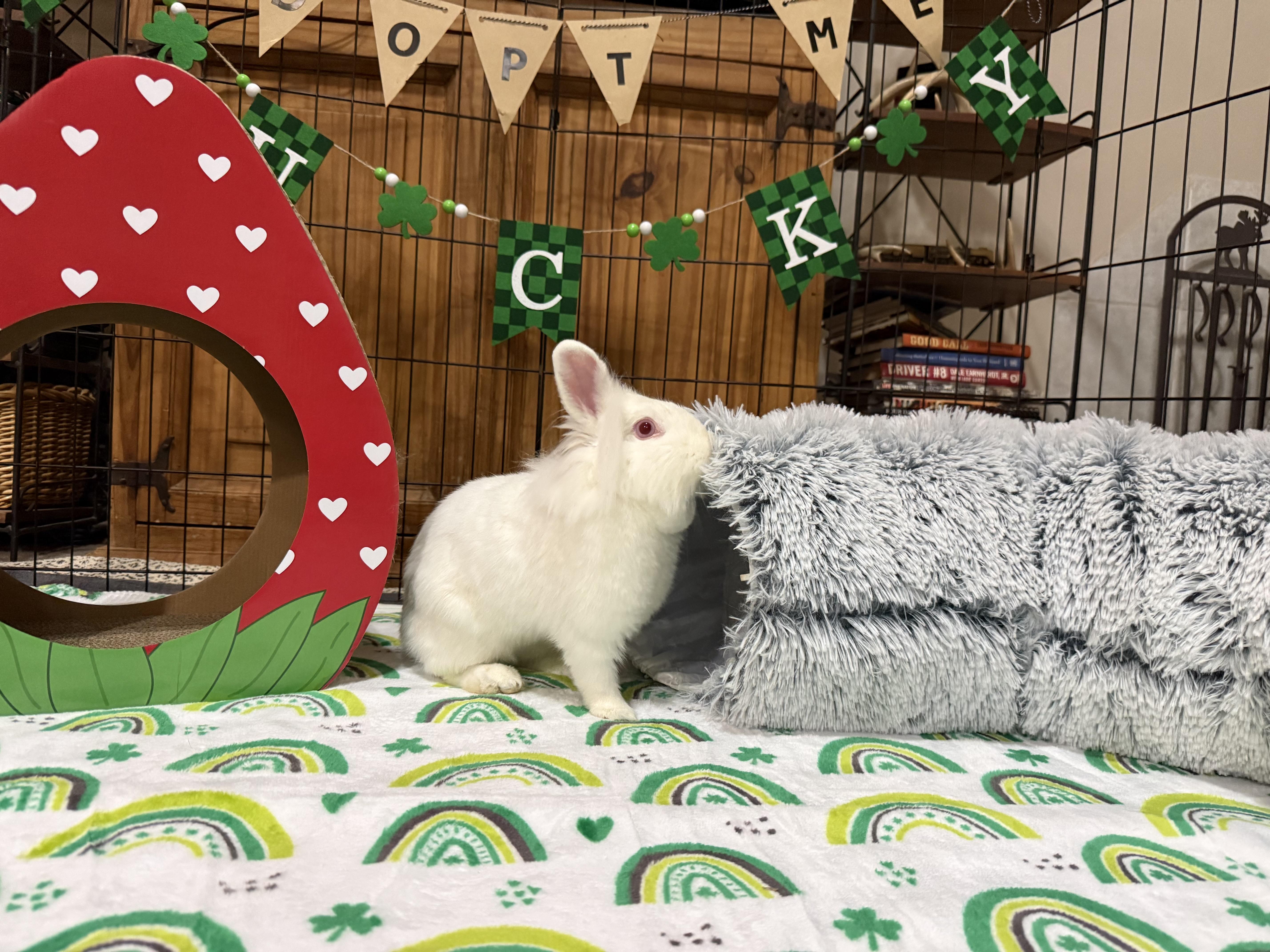 Enlarge Coconut, a ADOPTABLE mixed breed in Little Rock, AR image 2/6