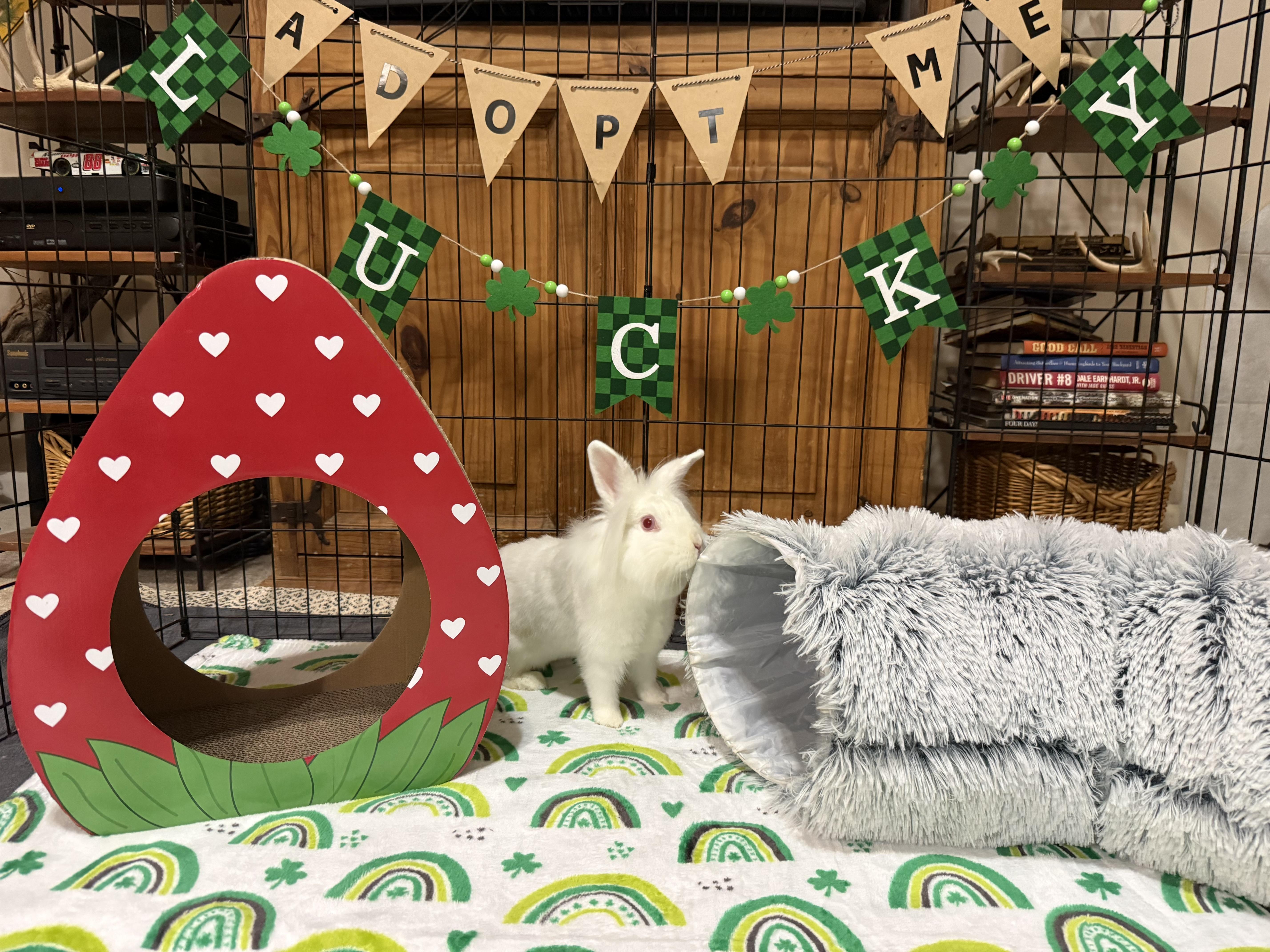 Enlarge Coconut, a ADOPTABLE mixed breed in Little Rock, AR image 6/6