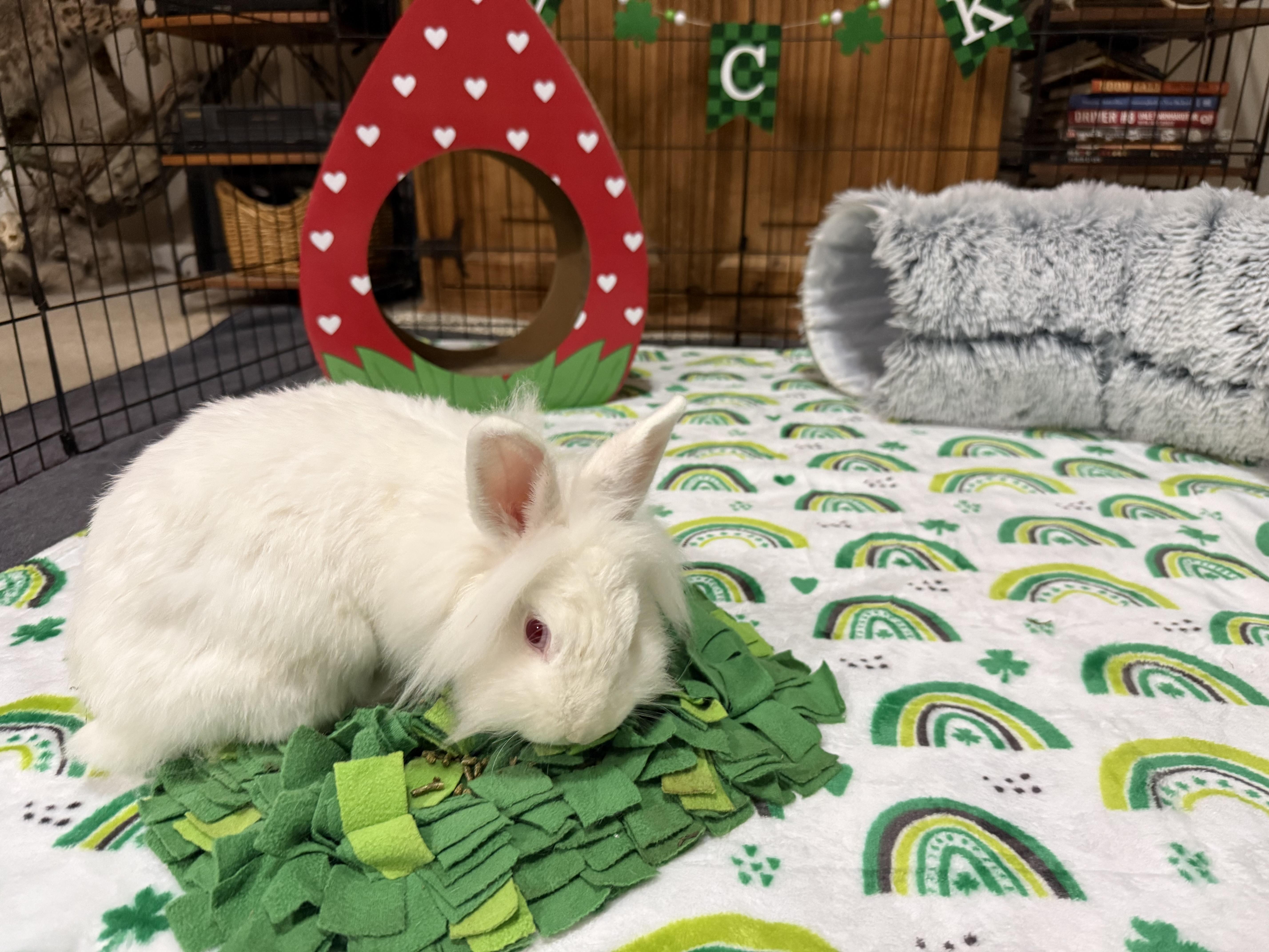 Enlarge Coconut, a ADOPTABLE mixed breed in Little Rock, AR image 4/6