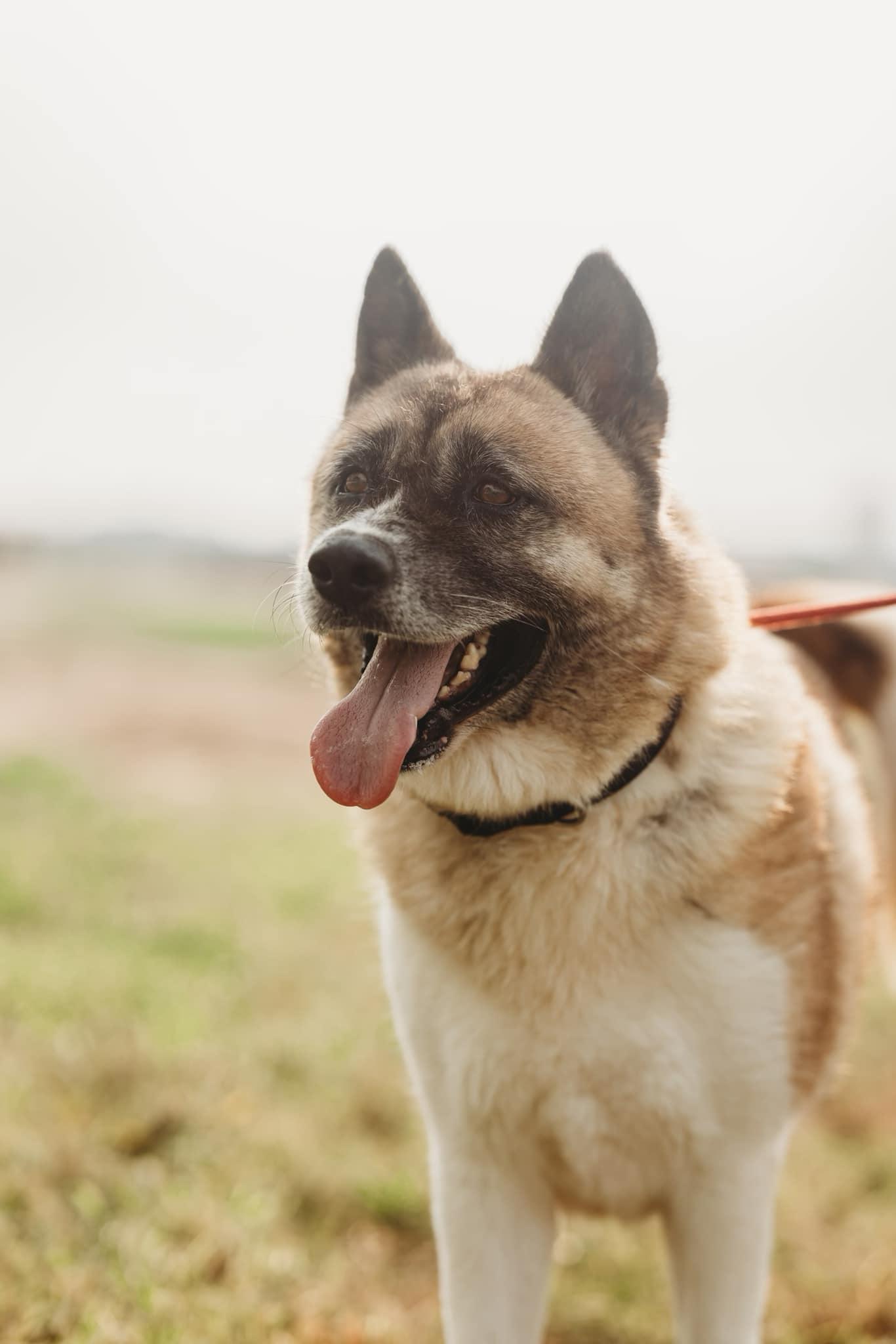 Penelope, Adoptable, Adult Female Akita.