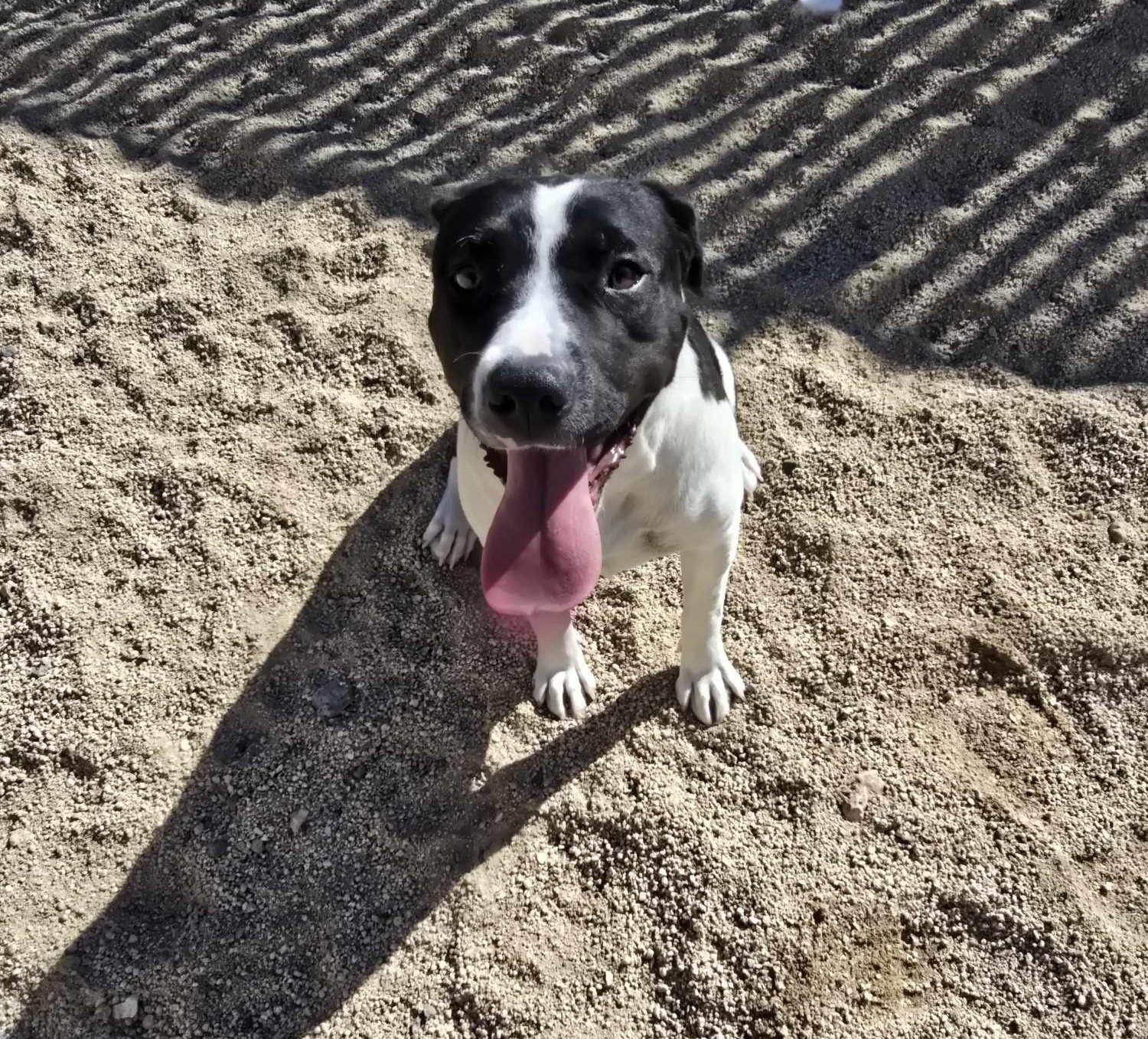 Enlarge Freya, a Adoptable mixed breed in Silver Springs, NV image 1/3