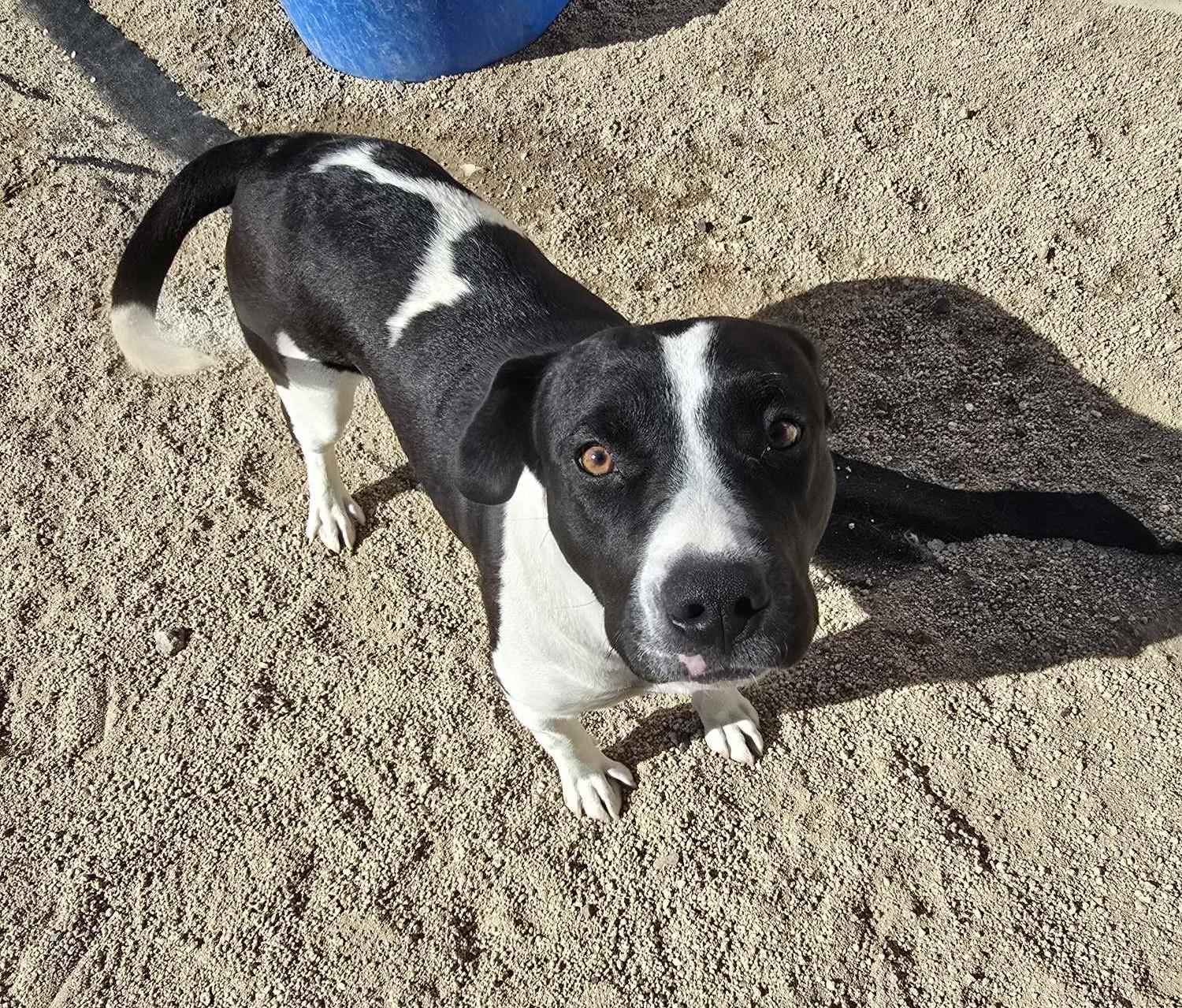 Enlarge Freya, a Adoptable mixed breed in Silver Springs, NV image 2/3