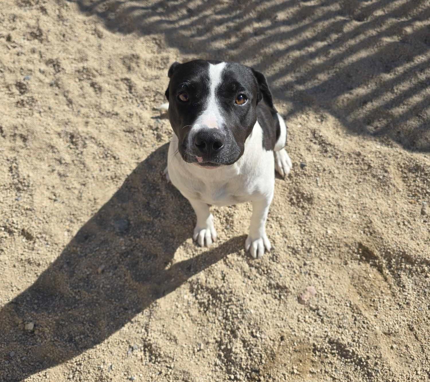 Enlarge Freya, a Adoptable mixed breed in Silver Springs, NV image 3/3