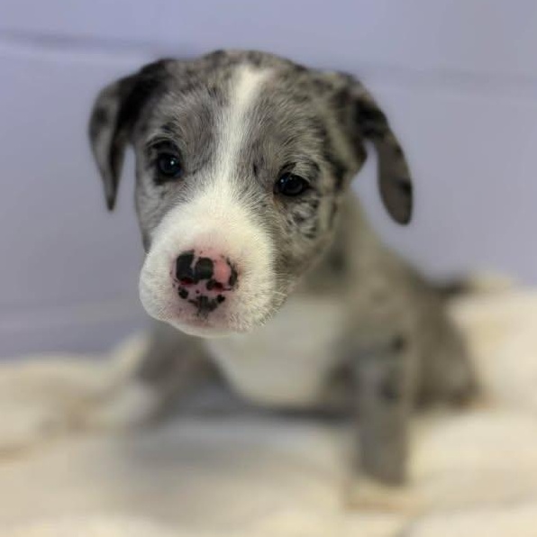 Enlarge Neil Diamond, a ADOPTABLE Australian Shepherd in Bardstown, KY image 4/5