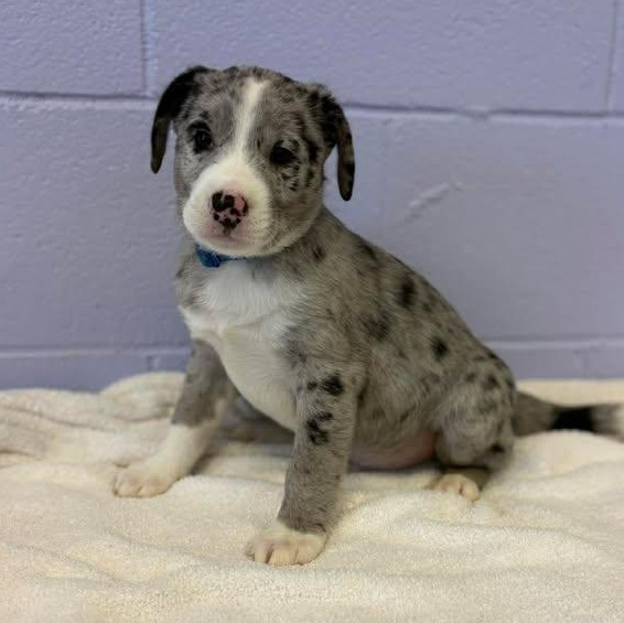 Enlarge Neil Diamond, a ADOPTABLE Australian Shepherd in Bardstown, KY image 2/5