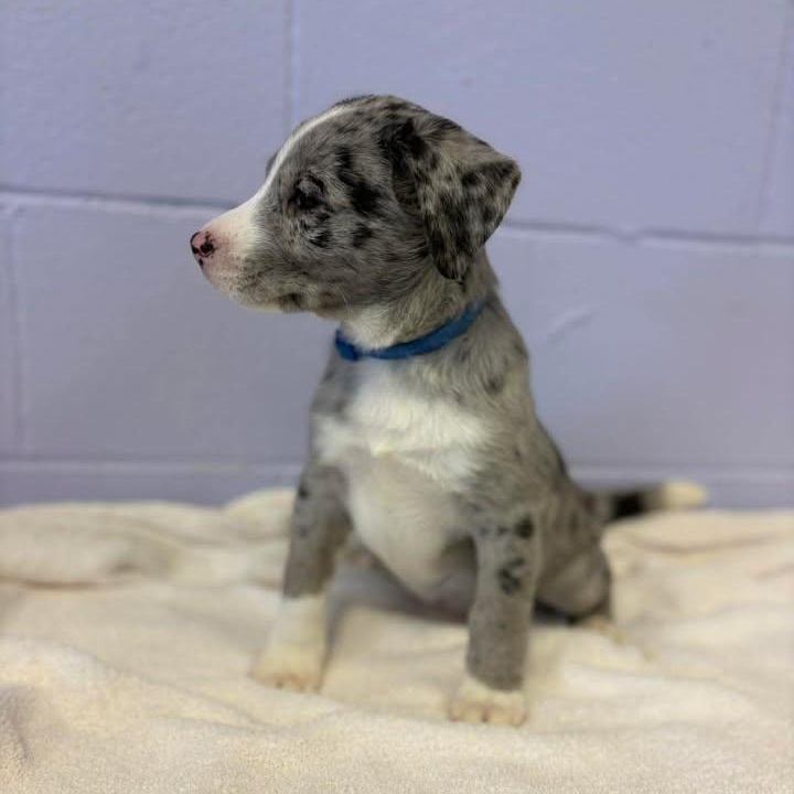 Enlarge Neil Diamond, a ADOPTABLE Australian Shepherd in Bardstown, KY image 5/5