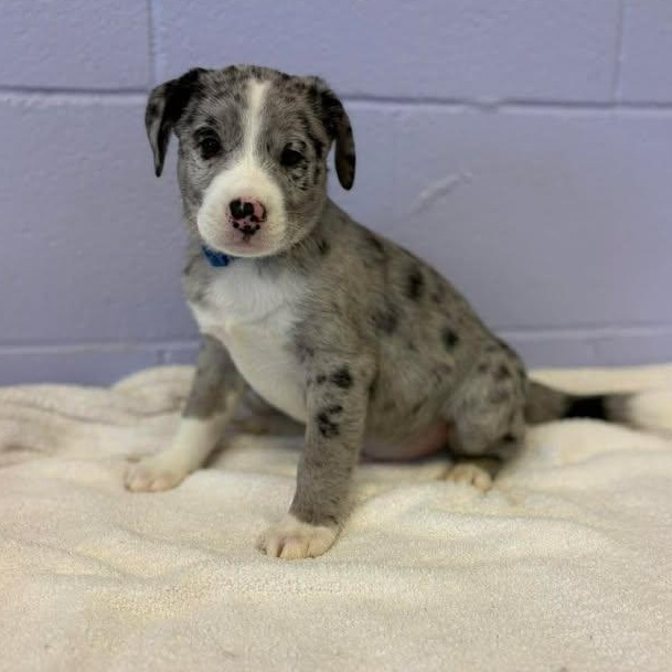 Enlarge Neil Diamond, a ADOPTABLE Australian Shepherd in Bardstown, KY image 3/5