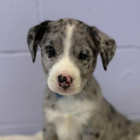 Neil Diamond, ADOPTABLE, Puppy Male Australian Shepherd.