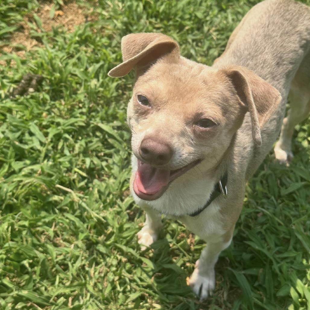 Caleb, Adoptable, Adult Male Chihuahua.
