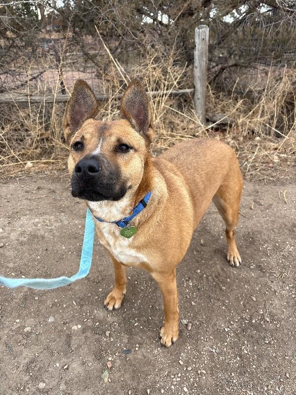 Banner, Adoptable, Adult Female Mixed Breed.