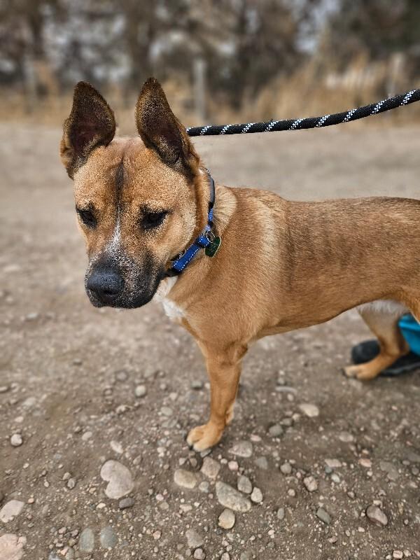 Banner, a Adoptable Mixed Breed in Fort Collins, CO image 3/6