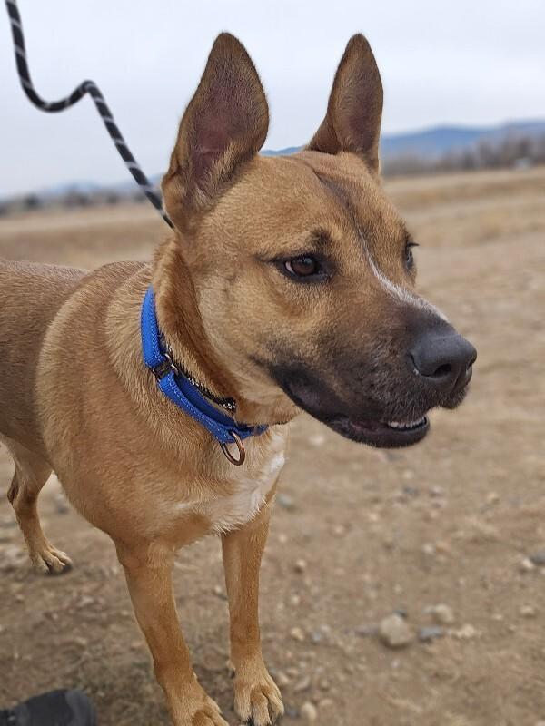 Banner, a Adoptable Mixed Breed in Fort Collins, CO image 4/6