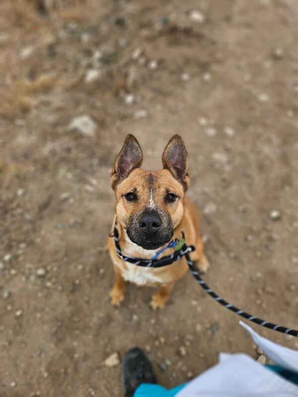 Banner, a Adoptable Mixed Breed in Fort Collins, CO image 5/6