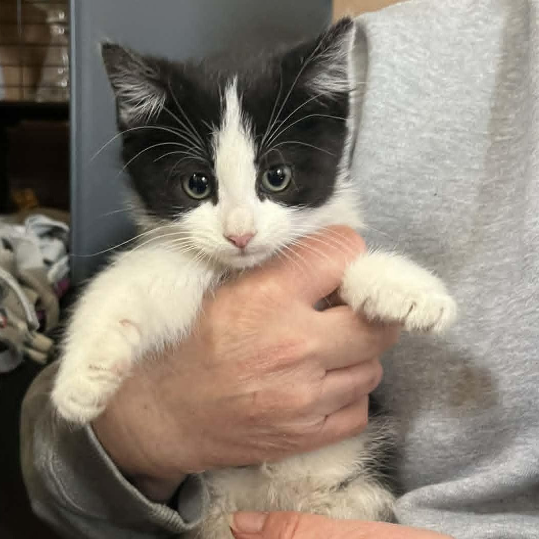 Enlarge Enzo, an adoption pending Domestic Short Hair in Minneapolis, MN image 2/4