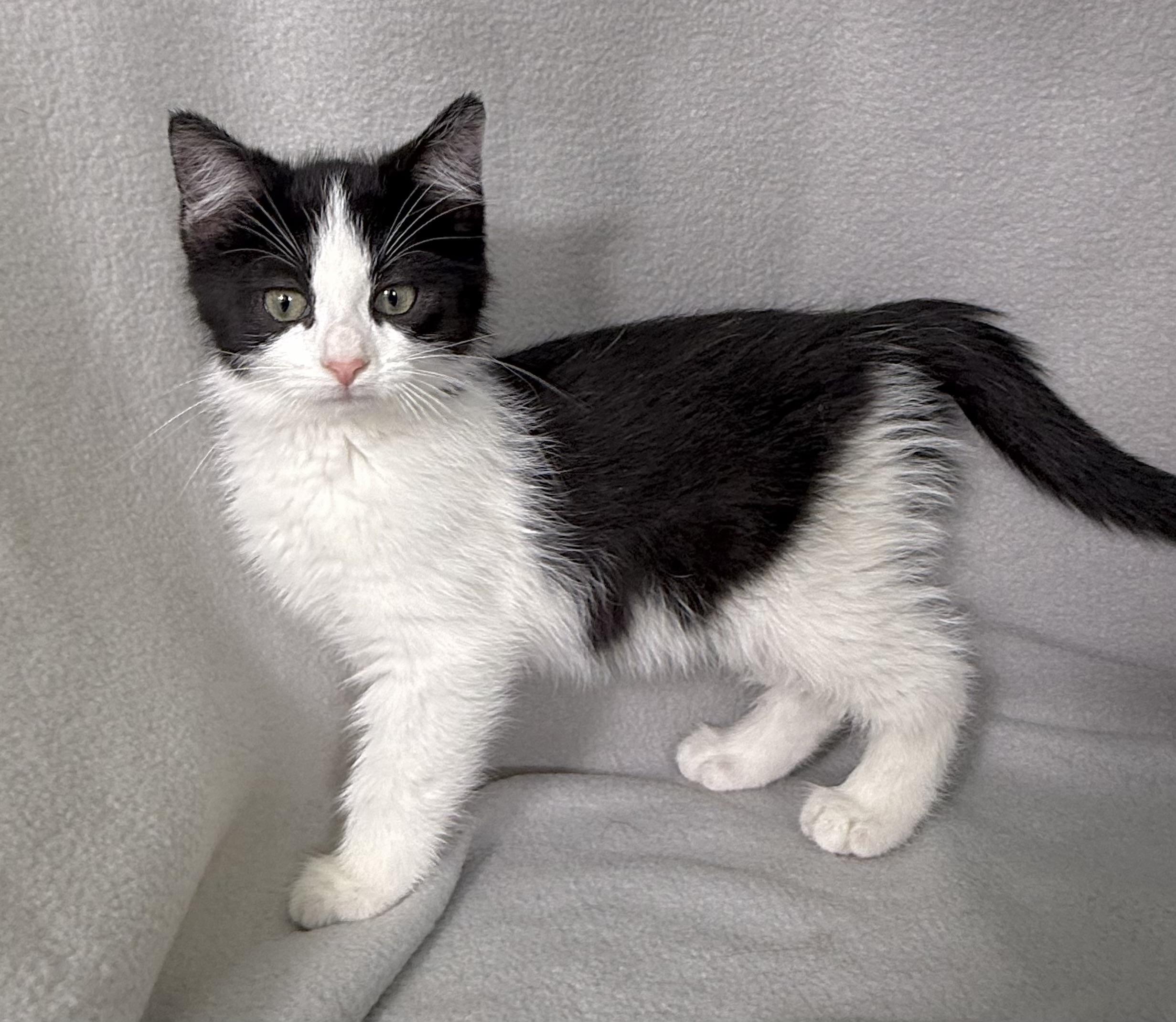 Enlarge Enzo, an adoption pending Domestic Short Hair in Minneapolis, MN image 1/4