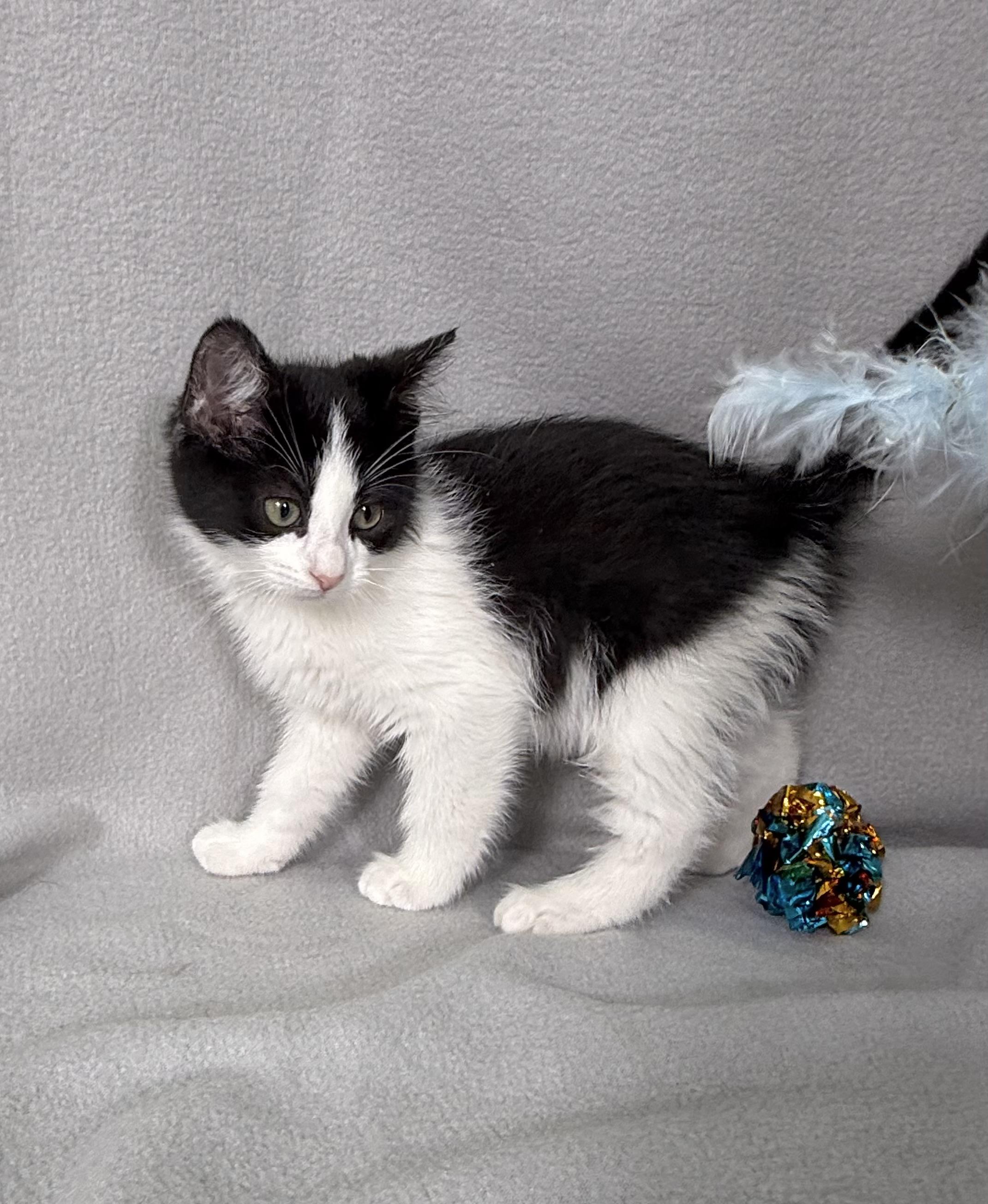 Enlarge Enzo, an adoption pending Domestic Short Hair in Minneapolis, MN image 3/4