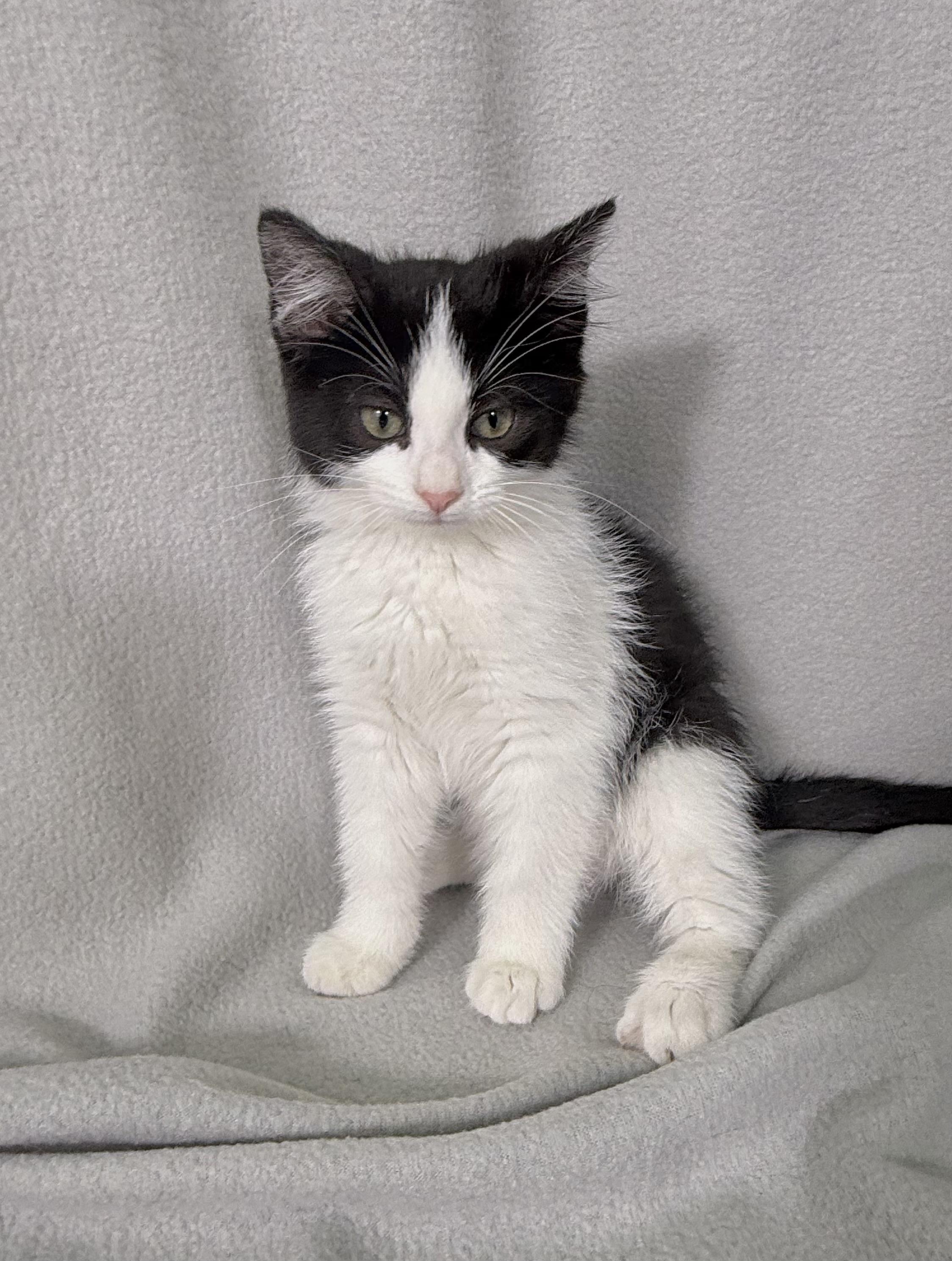 Enlarge Enzo, an adoption pending Domestic Short Hair in Minneapolis, MN image 4/4