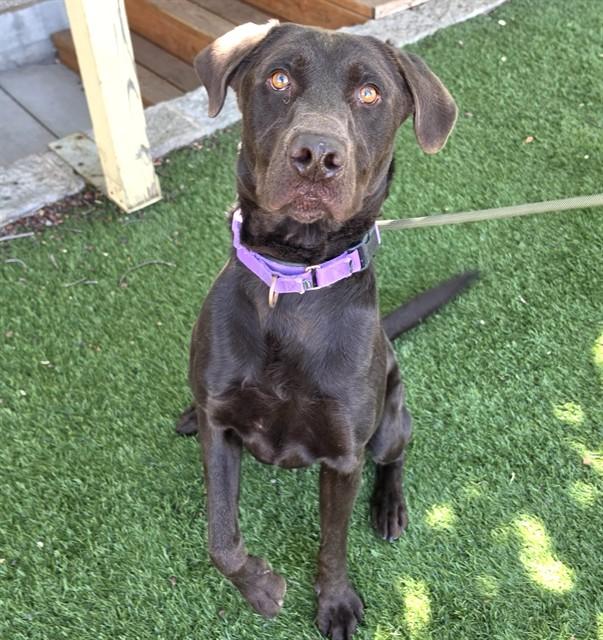 Kodak, ADOPTABLE, Adult Male Chocolate Labrador Retriever.