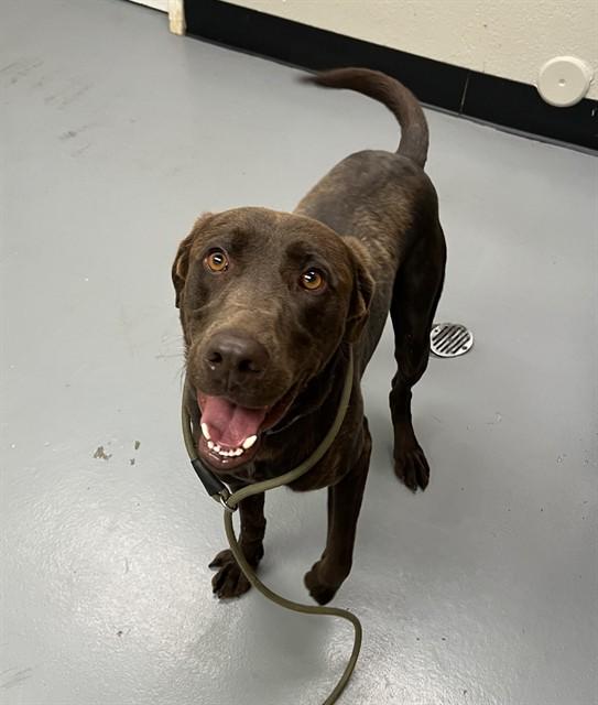 Kodak, a ADOPTABLE Chocolate Labrador Retriever in Phoenix, OR image 3/4