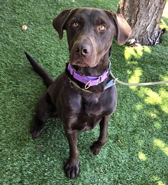 Kodak, a ADOPTABLE Chocolate Labrador Retriever in Phoenix, OR image 2/4