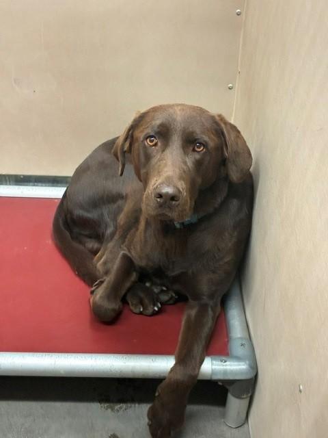 Kodak, a ADOPTABLE Chocolate Labrador Retriever in Phoenix, OR image 4/4