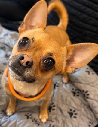 Enlarge Nacho, a Adoptable Chihuahua in Delmar, NY image 1/3