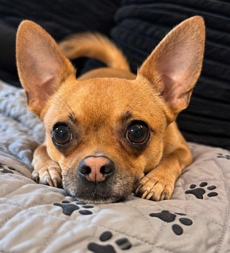 Enlarge Nacho, a Adoptable Chihuahua in Delmar, NY image 2/3