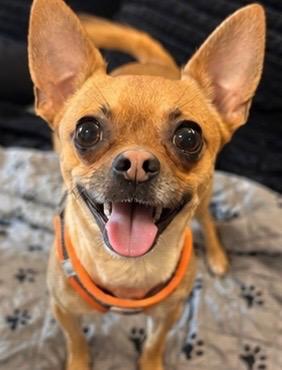 Enlarge Nacho, a Adoptable Chihuahua in Delmar, NY image 3/3