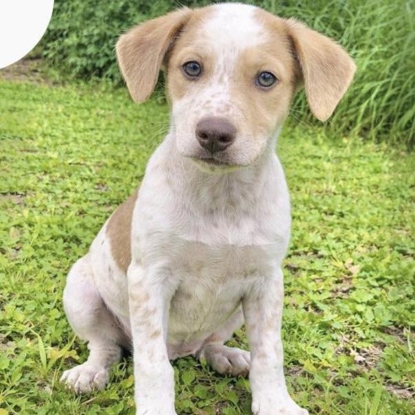 Lobo, ADOPTABLE, Puppy Male Mixed Breed.