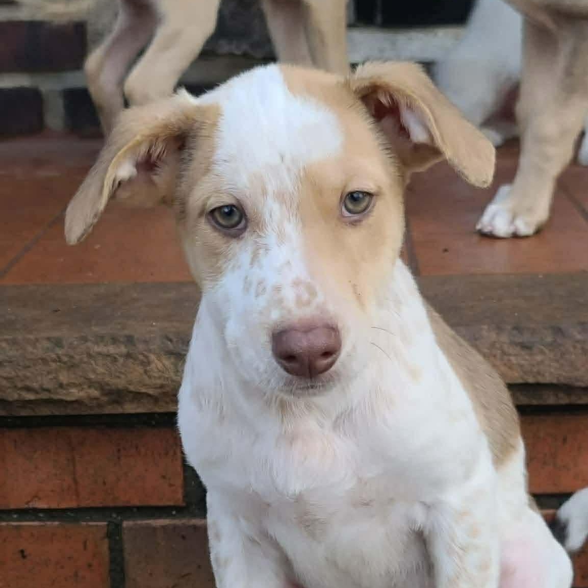 Enlarge Lobo, a ADOPTABLE Mixed Breed in Yaphank, NY image 2/6