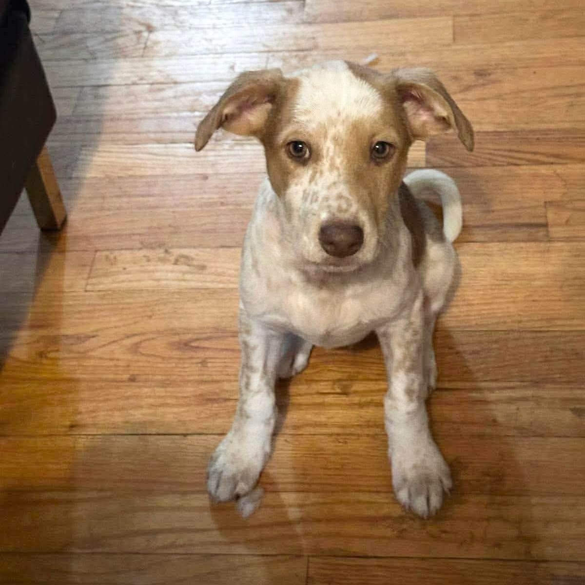 Enlarge Lobo, a ADOPTABLE Mixed Breed in Yaphank, NY image 5/6