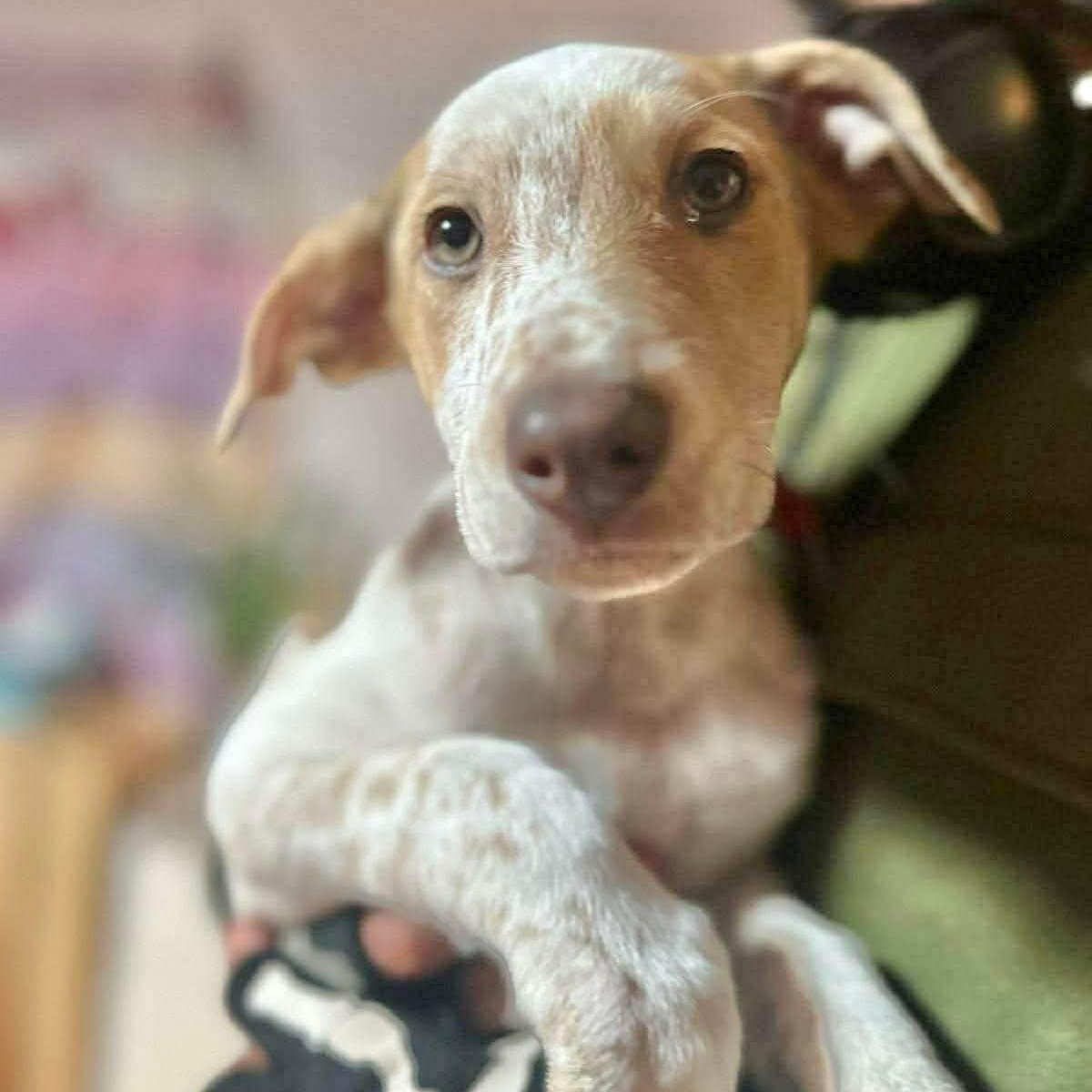 Enlarge Lobo, a ADOPTABLE Mixed Breed in Yaphank, NY image 6/6
