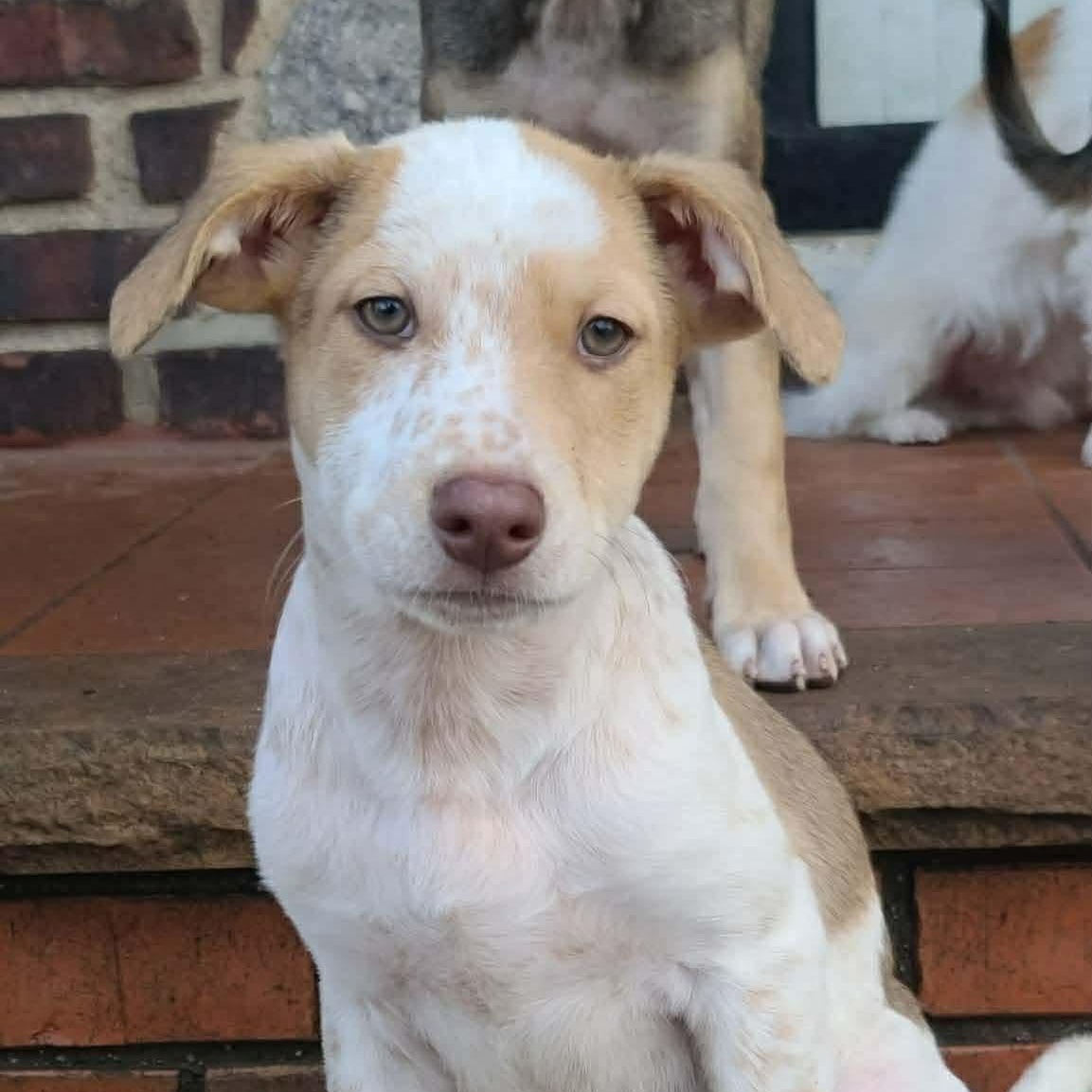 Enlarge Lobo, a ADOPTABLE Mixed Breed in Yaphank, NY image 4/6