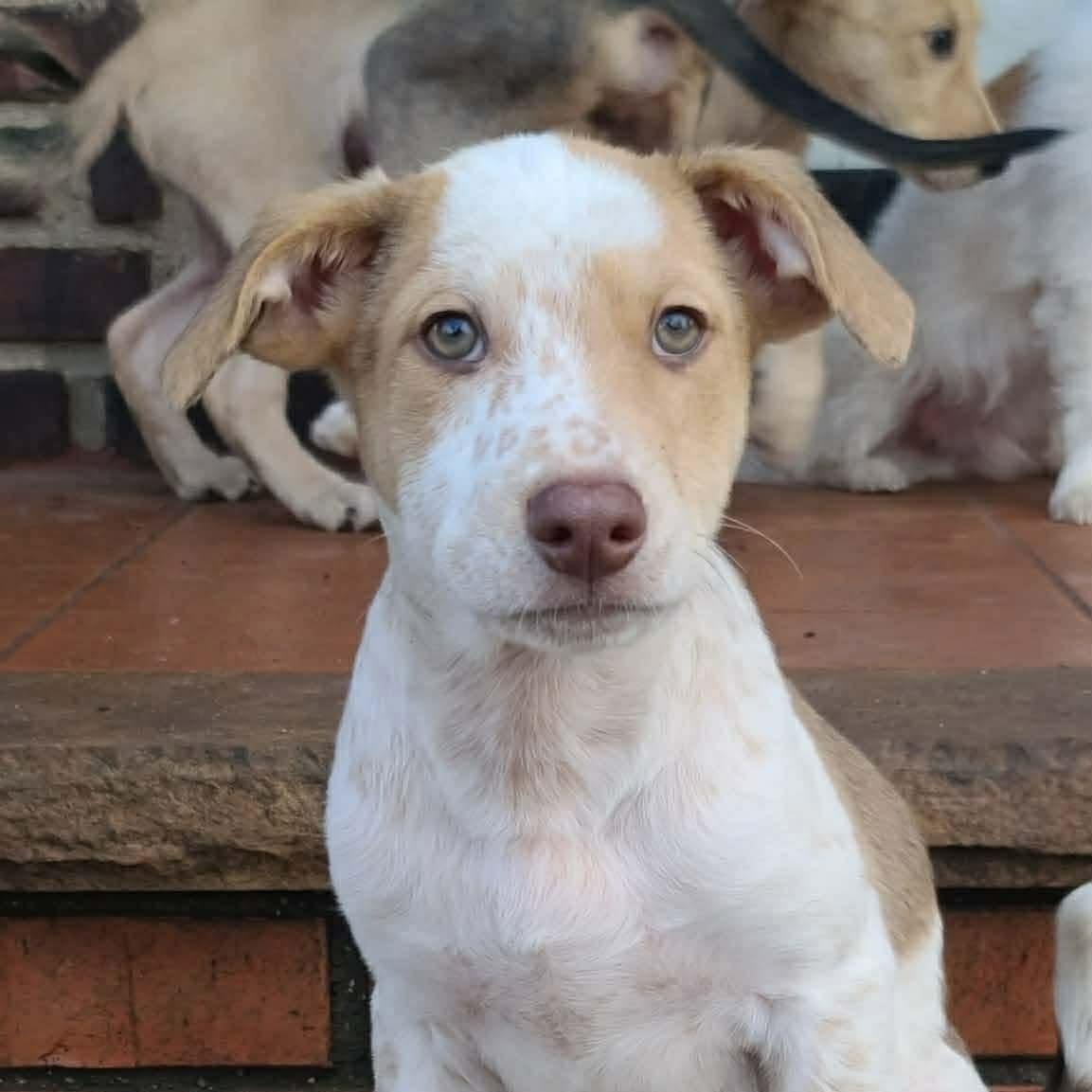 Enlarge Lobo, a ADOPTABLE Mixed Breed in Yaphank, NY image 3/6
