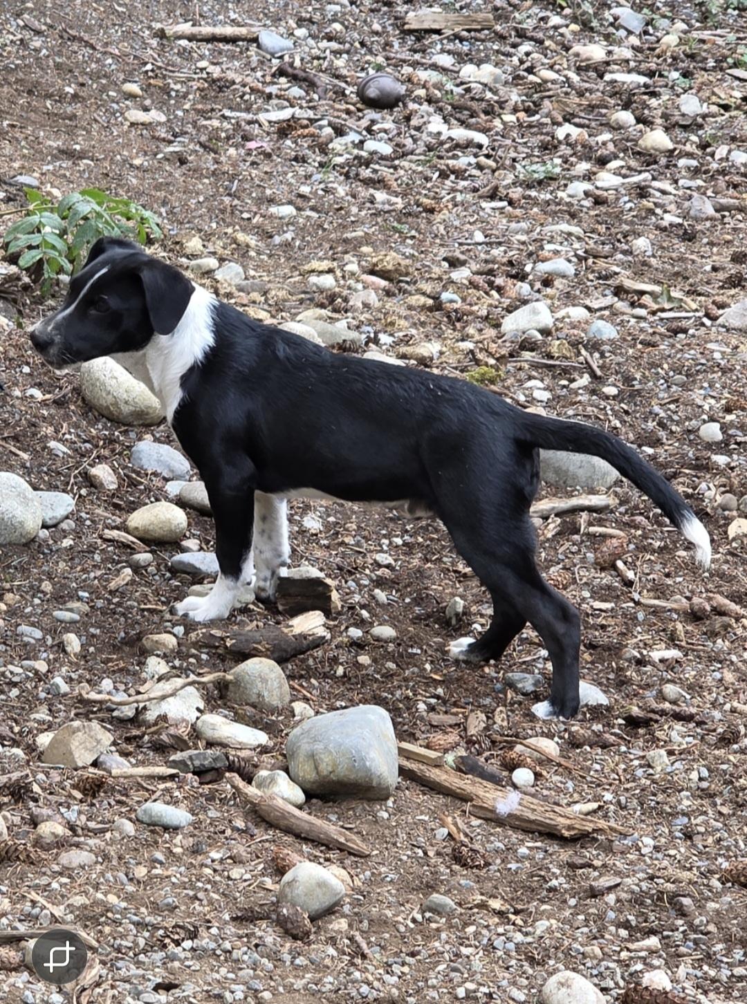 Sonny, a Adopted mixed breed in AUBURN, WA image 3/4