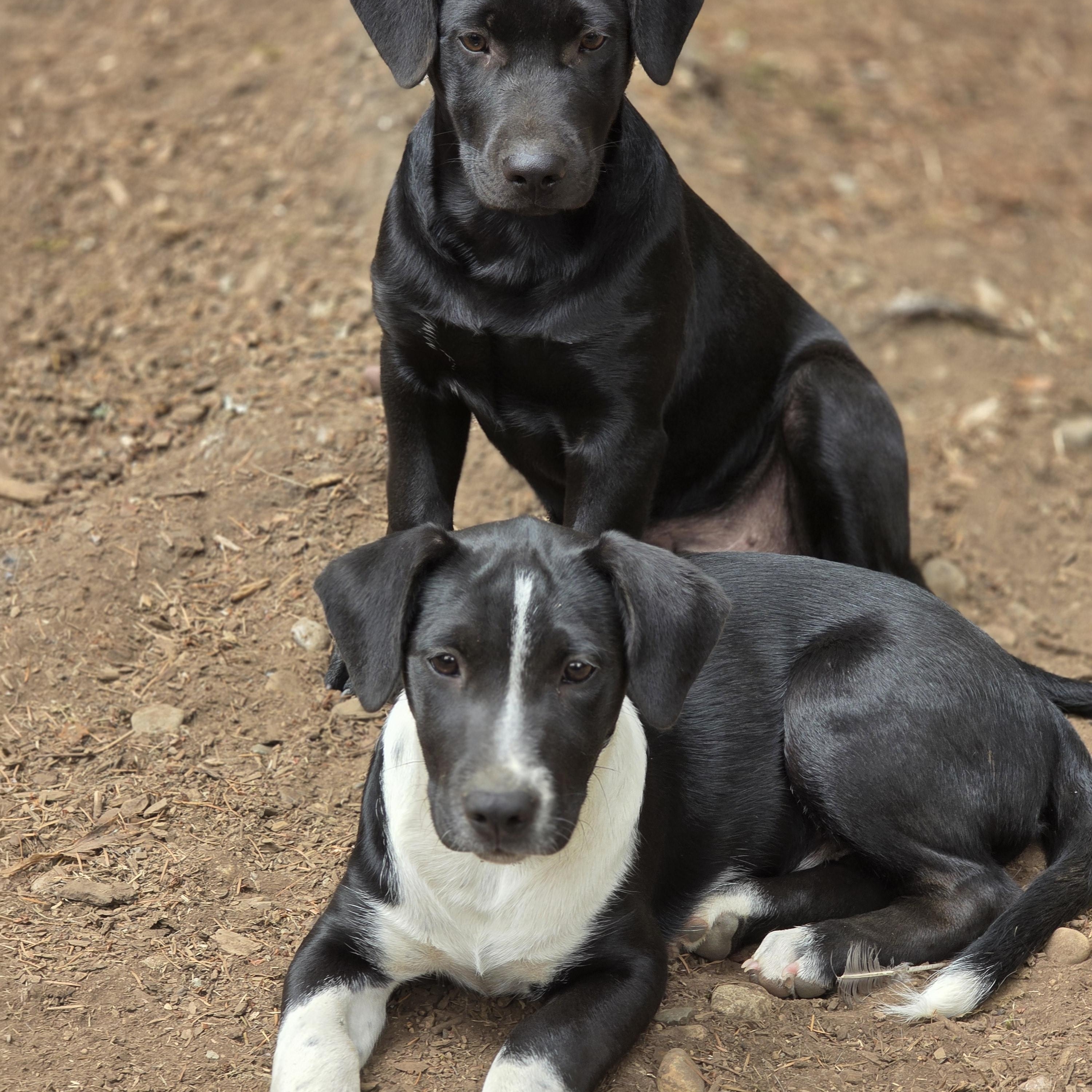 Sonny, a Adopted mixed breed in AUBURN, WA image 1/4