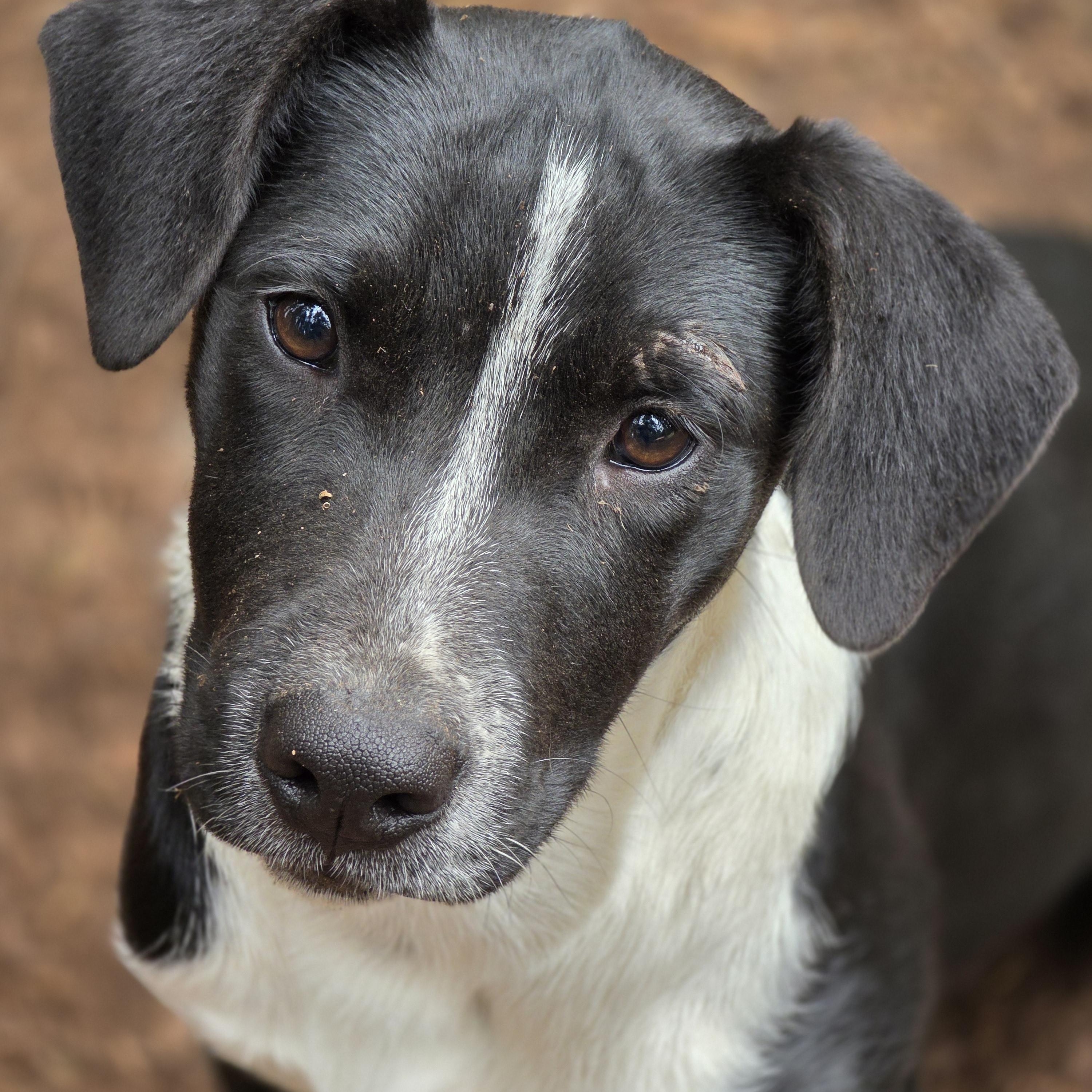 Sonny, a Adopted mixed breed in AUBURN, WA image 2/4