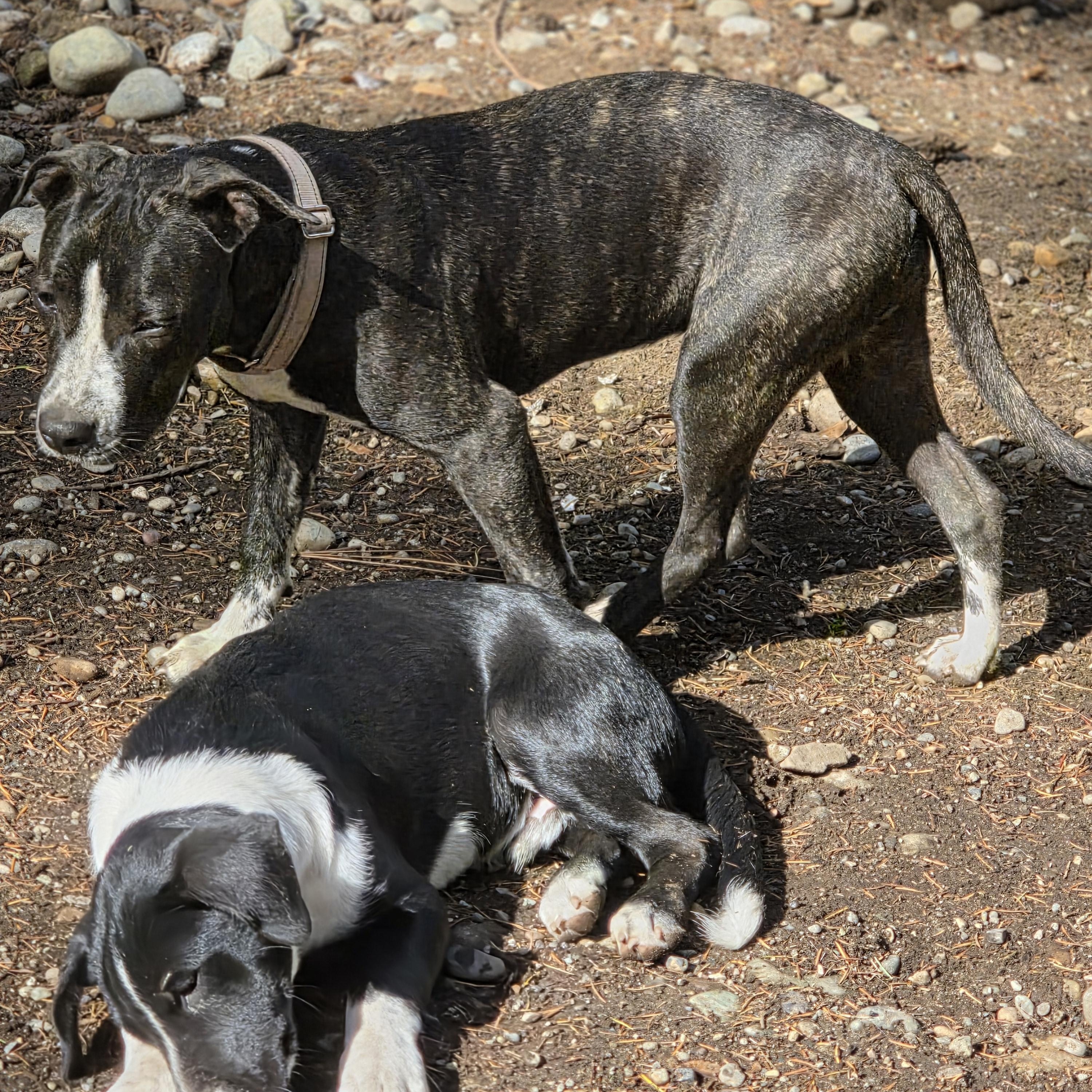 Sonny, a Adopted mixed breed in AUBURN, WA image 4/4