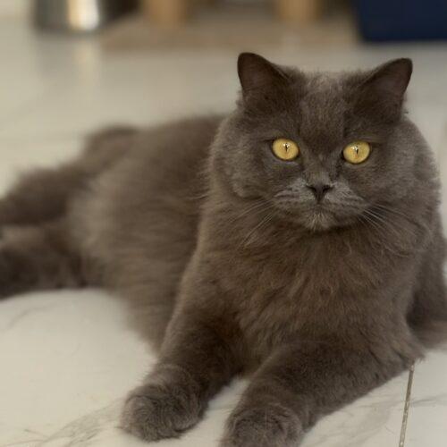 Enlarge RIO, a Adoptable Domestic Short Hair in Toronto, ON image 1/1