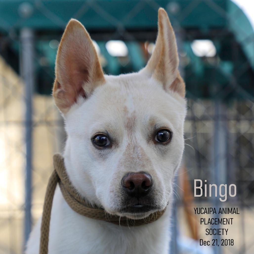Bingo, a Adoptable mixed breed in Yucaipa, CA image 1/6