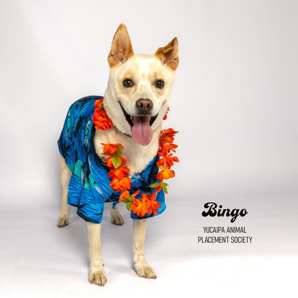 Enlarge Bingo, a Adoptable mixed breed in Yucaipa, CA image 2/6