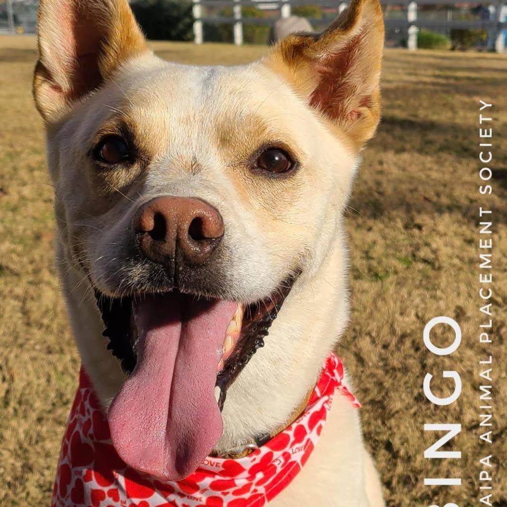 Bingo, a Adoptable mixed breed in Yucaipa, CA image 2/6