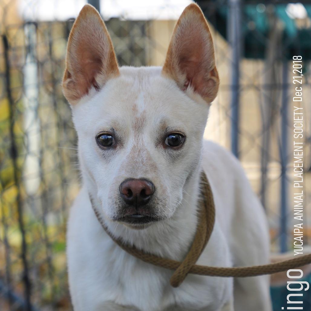Bingo, a Adoptable mixed breed in Yucaipa, CA image 3/6