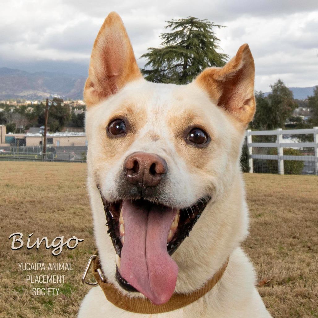 Bingo, a Adoptable mixed breed in Yucaipa, CA image 4/6