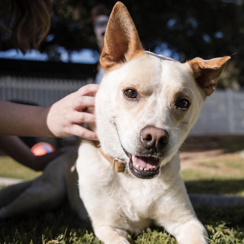 Enlarge Bingo, a Adoptable mixed breed in Yucaipa, CA image 5/6