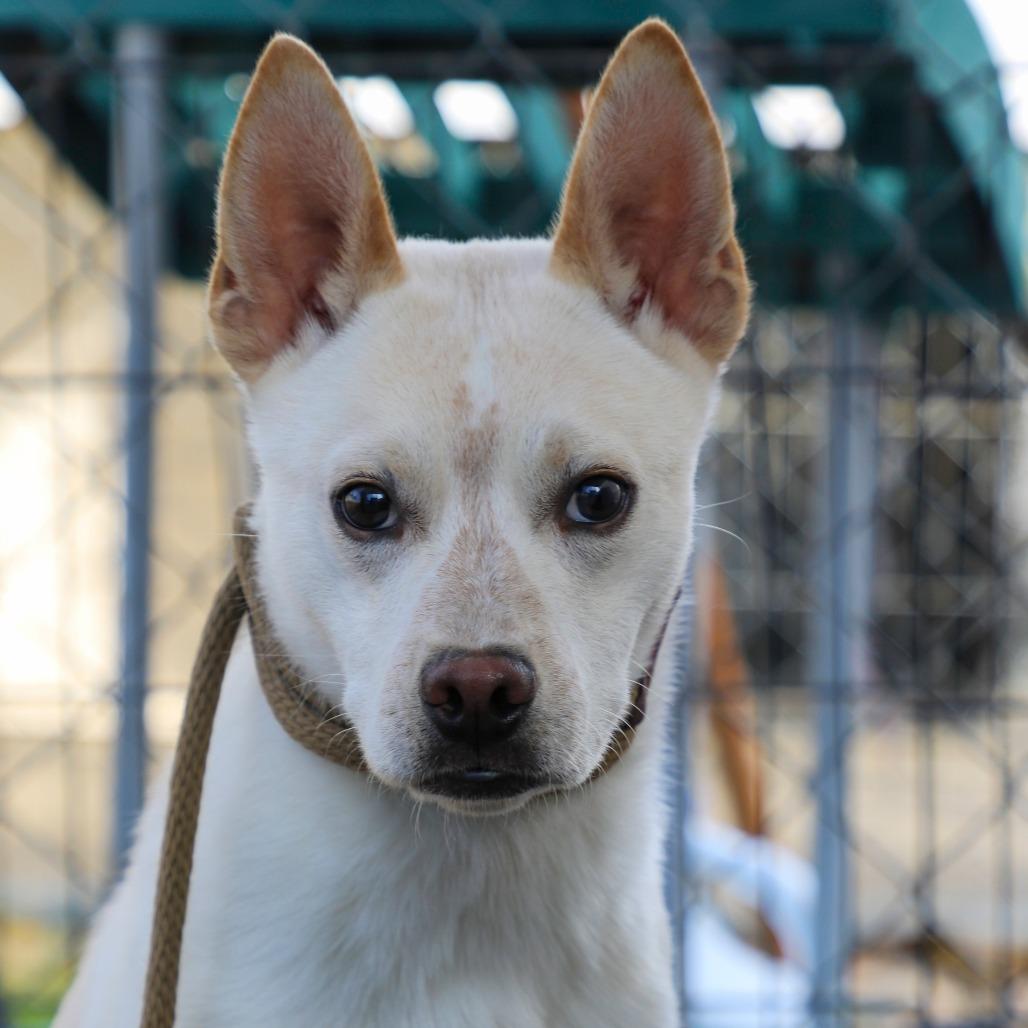 Bingo, a Adoptable mixed breed in Yucaipa, CA image 5/6
