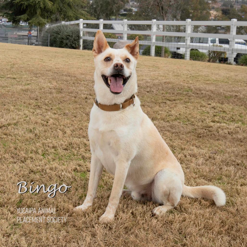 Bingo, a Adoptable mixed breed in Yucaipa, CA image 6/6