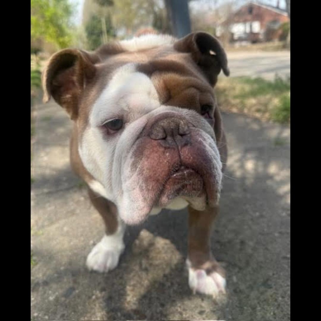 Enlarge The Dude, an adopted mixed breed in Midlothian, VA image 4/6