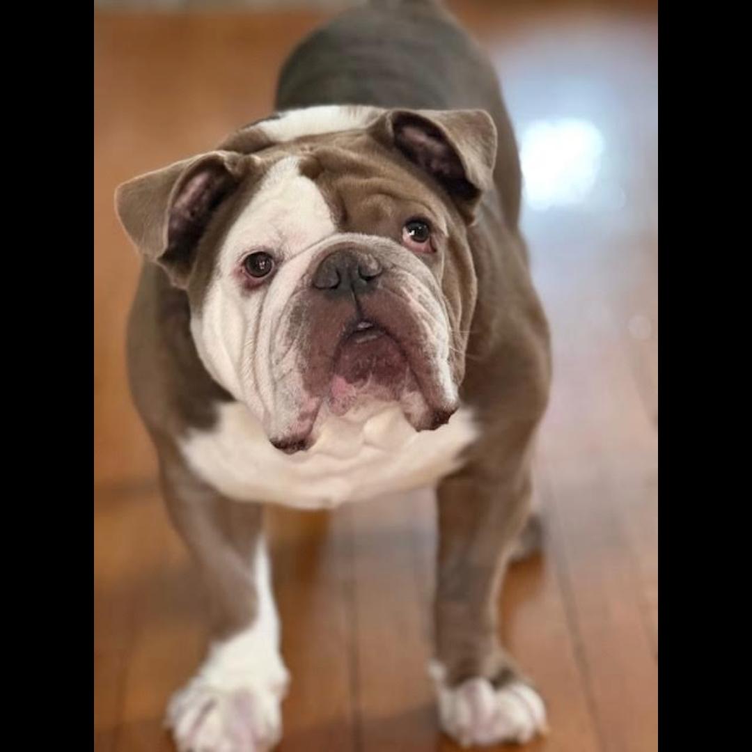 The Dude, ADOPTABLE, Adult Male English Bulldog.